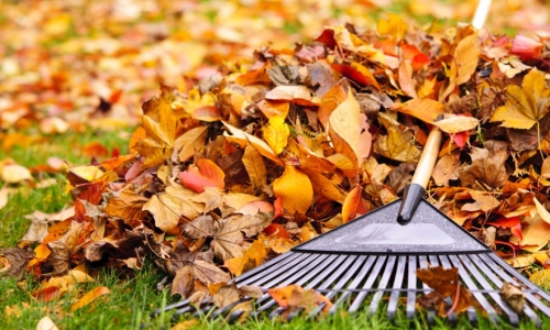 Fall Cleanup Safety